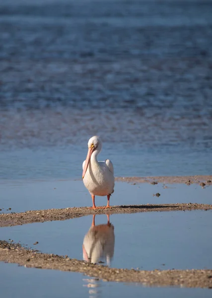 Белая Пеликана Pelecanus Erythrorhynchos Болоте Вдоль Заповедника Ding Darling Wildlife — стоковое фото