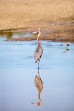 Kızılımsı balıkçıl Egretta rufescens yansıması ile Sarasota, Florida 'daki Myakka Nehri' nde