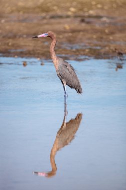 Kızılımsı balıkçıl Egretta rufescens yansıması ile Sarasota, Florida 'daki Myakka Nehri' nde