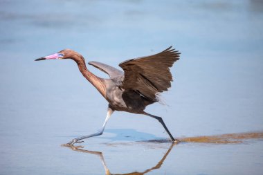 Kızılımsı balıkçıl Egretta rufescens yansıması ile Sarasota, Florida 'daki Myakka Nehri' nde
