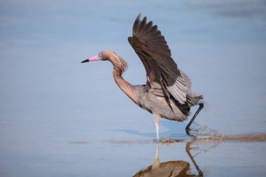 Kızılımsı balıkçıl Egretta rufescens yansıması ile Sarasota, Florida 'daki Myakka Nehri' nde
