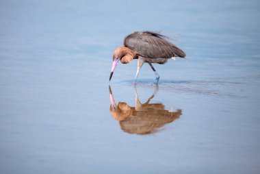 Kızılımsı balıkçıl Egretta rufescens yansıması ile Sarasota, Florida 'daki Myakka Nehri' nde