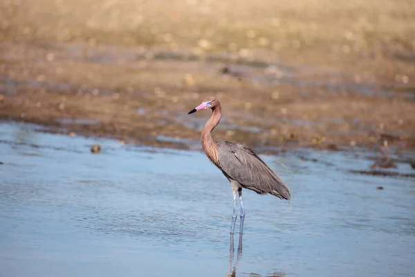 Reddish Heron Egretta Rufescens Αντανάκλαση Στον Ποταμό Myakka Στη Σαρασότα — Φωτογραφία Αρχείου