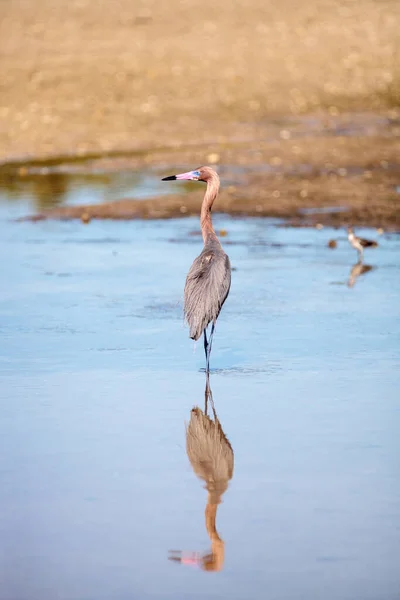 Garça Avermelhada Egretta Rufescens Com Seu Reflexo Rio Myakka Sarasota — Fotografia de Stock