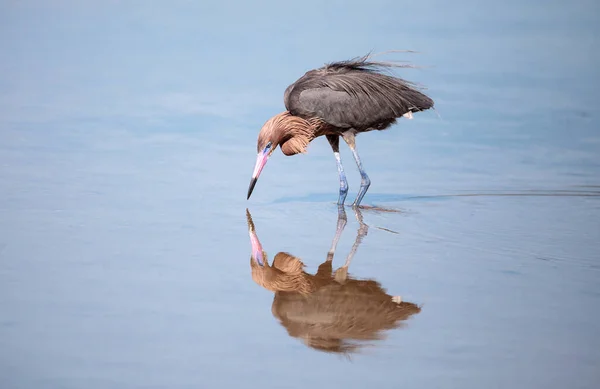 Rode Reiger Egretta Rufescens Met Zijn Reflectie Myakka Rivier Sarasota — Stockfoto