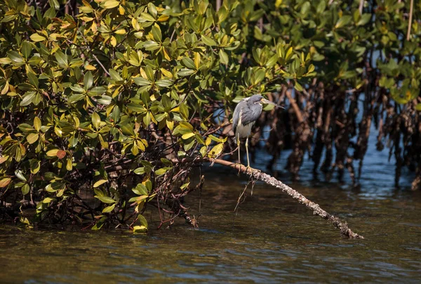 Tricolored Heron Wading Bird Egretta Tricolor Perched Roots Mangrove Tree — Stock Photo, Image