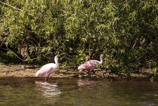 Spoonbill Rose Debout Platalea Ajaja Oiseau Dans Marais Pour Nourriture — Photo