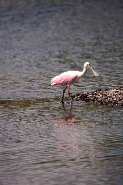 Stehender Rosafarbener Löffelvogel Platalea Ajaja Einem Sumpfgebiet Myakka River Sarasota — Stockfoto