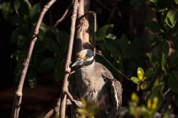 Geel Gekroonde Nacht Reiger Waden Vogel Nyctanassa Violacea Zitstokken Een — Stockfoto