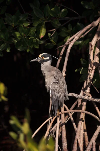 Yellow Crowned Night Heron Wading Bird Nyctanassa Violacea Perches Mangrove — Stock Photo, Image
