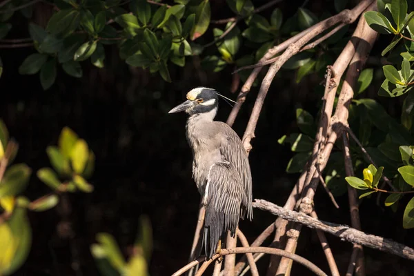 Sárga Koronás Éjszaka Gém Gázoló Madár Nyctanassa Violacea Egy Mangrove — Stock Fotó