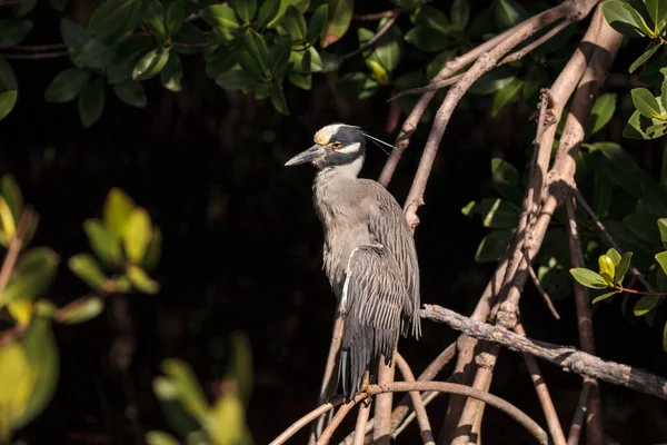 Sarı Tacı Takmış Balıkçıl Kuş Nyctanassa Florida Sarasota Daki Myakka — Stok fotoğraf
