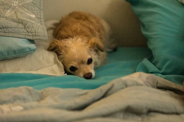 Bortskämd Sulky Långhårig Chihuahua Snuggled Mänsklig Säng Med Blå Lakan — Stockfoto