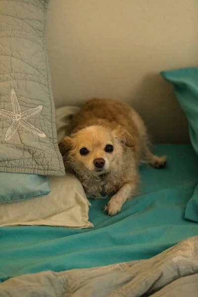 Elkényeztetett Mogorva Hosszú Hajú Chihuahua Összeölelkezett Egy Emberi Ágyban Kék — Stock Fotó