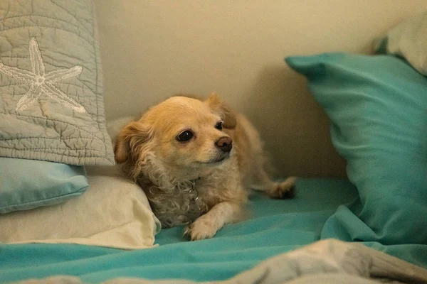 毛むくじゃらの長い髪Chihuahua青いシートで人間のベッドでSnugled — ストック写真