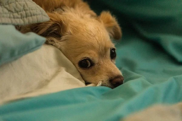 Bortskämd Sulky Långhårig Chihuahua Snuggled Mänsklig Säng Med Blå Lakan — Stockfoto