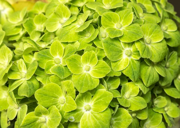 Zielony Kwiat Hortensji Tekstury Tła — Zdjęcie stockowe