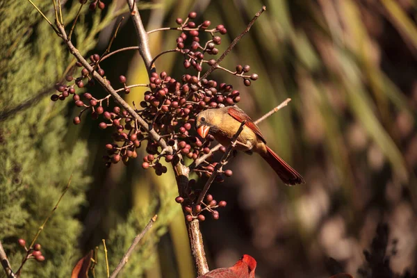 Burung Kardinal Cardinalis Cardinalis Makan Buah Berry Dari Semak Semak — Stok Foto
