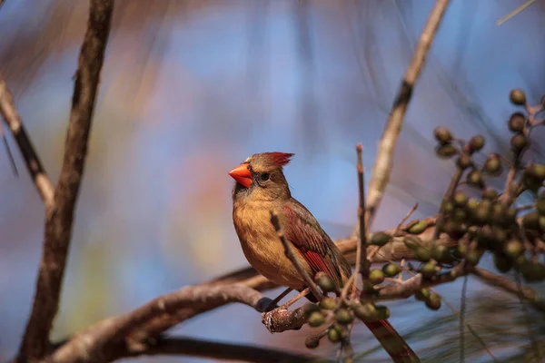 Female cardinal bird Cardinalis cardinalis eats berries from a bush in Naples, Florida.