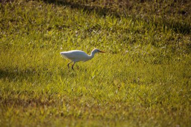 Doğu sığırları, Florida, Napoli 'deki çimlerde yiyecek arıyor.