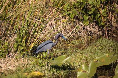 Küçük mavi balıkçıl Egretta Caerulea Napoli, Florida 'da bir bataklıkta yiyecek arıyor..