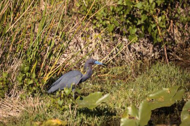 Küçük mavi balıkçıl Egretta Caerulea Napoli, Florida 'da bir bataklıkta yiyecek arıyor..