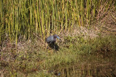 Küçük mavi balıkçıl Egretta Caerulea Napoli, Florida 'da bir bataklıkta yiyecek arıyor..
