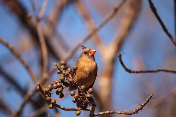 Kardynał Cardinalis Cardinalis Zjada Jagody Krzewu Neapolu Florydzie — Zdjęcie stockowe