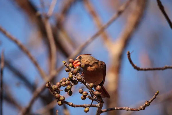 Burung Kardinal Cardinalis Cardinalis Makan Buah Berry Dari Semak Semak — Stok Foto