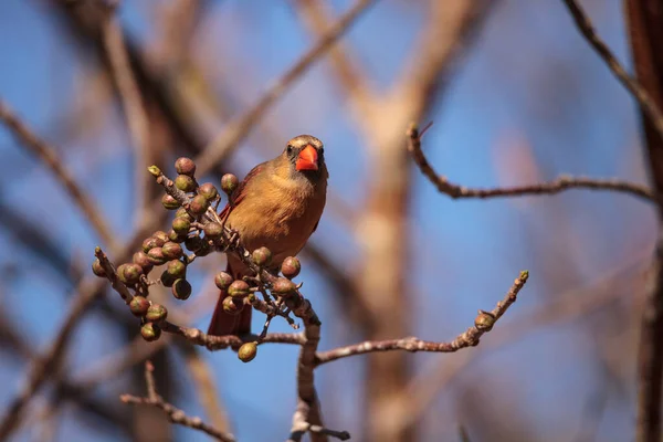 Female Cardinal Bird Cardinalis Cardinalis Eats Berries Bush Naples Florida — Stock Photo, Image