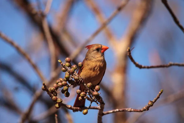 Жіночий Кардинал Птах Cardinalis Cardinalis Їсть Ягоди Куща Неаполі Штат — стокове фото