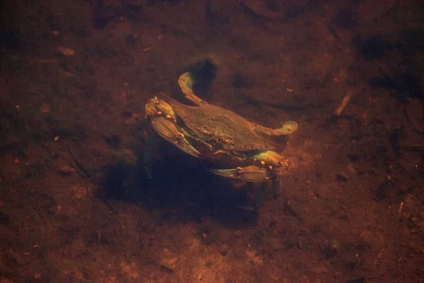 Napoli Florida Bir Bataklıkta Mavi Yengeç Callinectes Sapidus — Stok fotoğraf