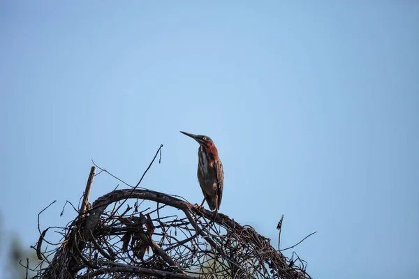 Söt Liten Grön Heron Butorides Virescens Ett Kärr Sarasota Florida — Stockfoto