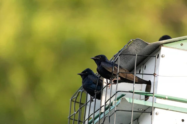 Purple Martin Progne Subis Fåglar Kluster Ett Fågelhus Sarasota Florida — Stockfoto