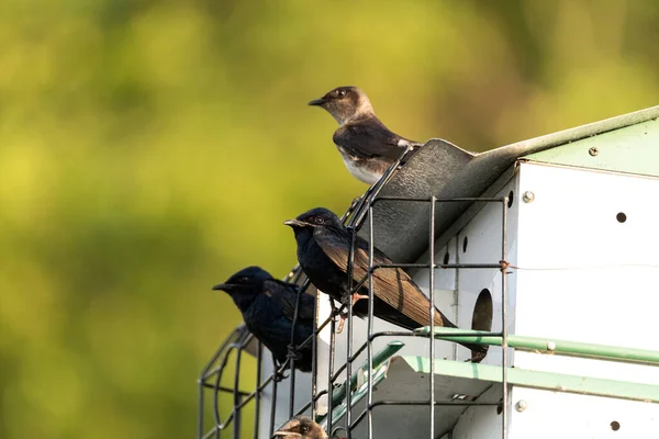 stock image Purple martin Progne subis birds cluster into a bird house in Sarasota, Florida.