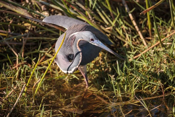 Küçük Mavi Balıkçıl Egretta Caerulea Napoli Florida Bir Bataklıkta Yiyecek — Stok fotoğraf