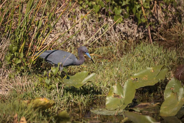 Little Blue Heron Egretta Caerulea Forages Food Marsh Naples Florida — Stock Photo, Image