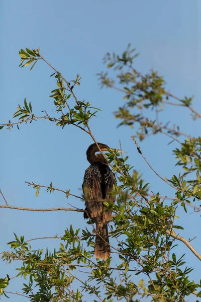 Anhinga Anhinga Macho Negro Posa Alto Árbol Naples Florida —  Fotos de Stock