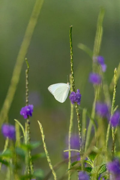 Hombre Florida White Butterfly Appias Drusilla Perches Purple Flower Garden — Foto de Stock