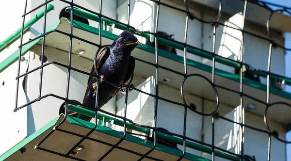 Martin Roxo Progne Subis Bird Uma Casa Pássaros Sarasota Flórida — Fotografia de Stock