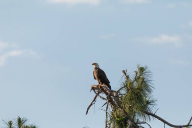 Kel kartal Haliaeetus leucocephalus yırtıcı kuş Fort Myers, Florida 'da bir selvi ağacına tünemiş.