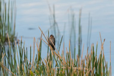 Kahverengi Dişi Kırmızı Kanatlı Karatavuk Agelaius Phoeniceus Sarasota, Florida 'da bir bataklıkta.