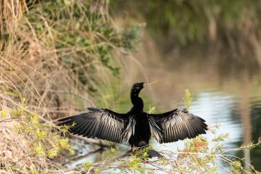 Siyah erkek Anhinga kanatları kurutur ve Napoli, Florida 'da bir eşi cezbetmeye çalışır.