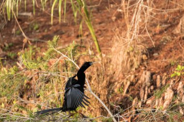 Siyah erkek Anhinga kanatları kurutur ve Napoli, Florida 'da bir eşi cezbetmeye çalışır.