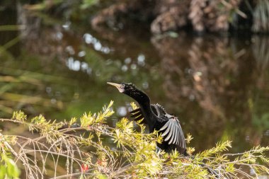 Siyah erkek Anhinga kanatları kurutur ve Napoli, Florida 'da bir eşi cezbetmeye çalışır.