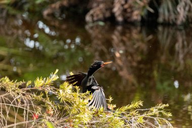 Siyah erkek Anhinga kanatları kurutur ve Napoli, Florida 'da bir eşi cezbetmeye çalışır.