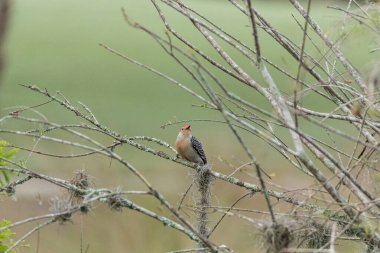 Küçük kırmızı göbekli ağaçkakan Melanerpes carolinus kuşu Sarasota, Florida 'da bir ağaçta.