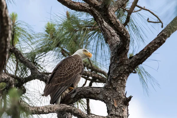 Pygargue Tête Blanche Haliaeetus Leucocephalus Oiseau Proie Perche Sur Cyprès — Photo