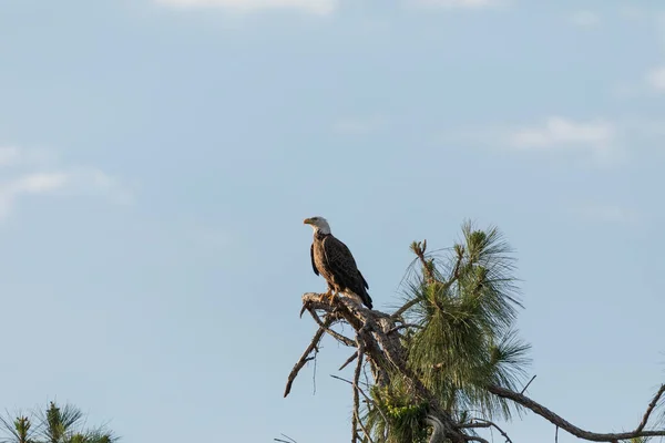 Orzeł Łysy Haliaeetus Leucocephalus Ptak Drapieżny Okonie Drzewie Cyprysowym Fort — Zdjęcie stockowe