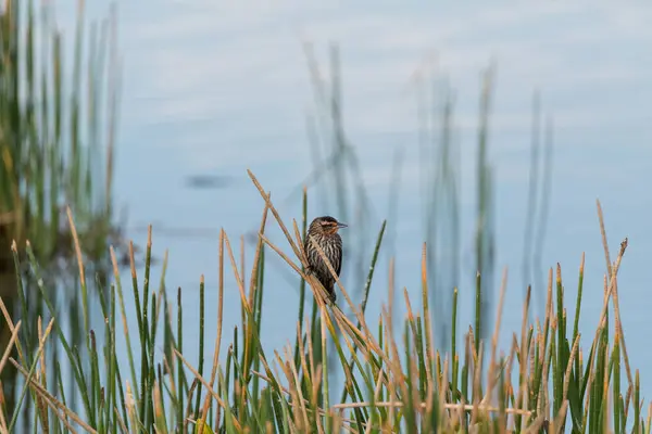 Brun Rödvingad Björnfågel Agelaius Phoeniceus Ett Kärr Bland Vass Sarasota — Stockfoto